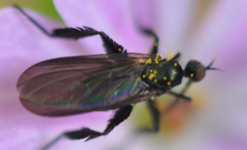 Empis pennipes